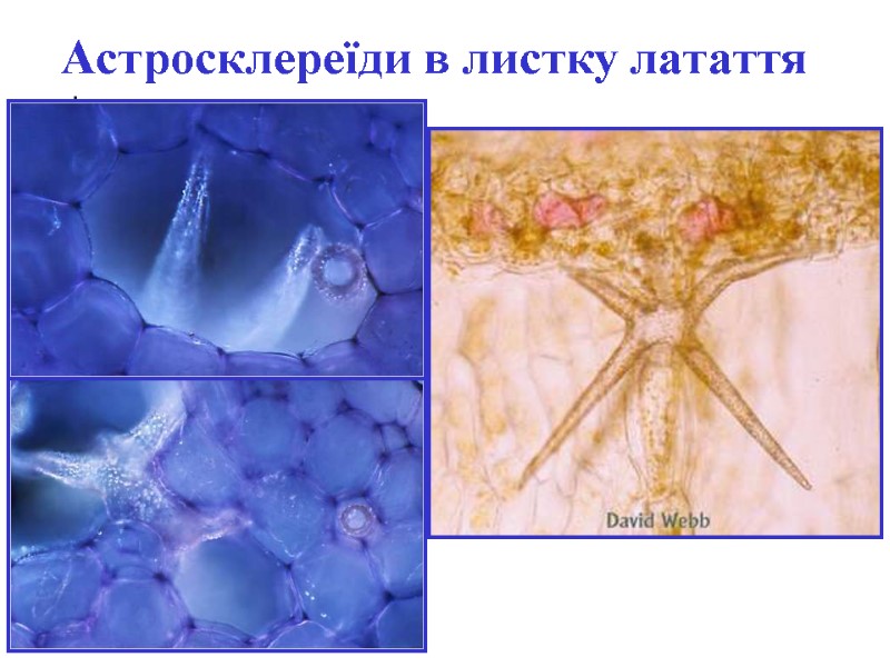 Астросклереїди в листку латаття